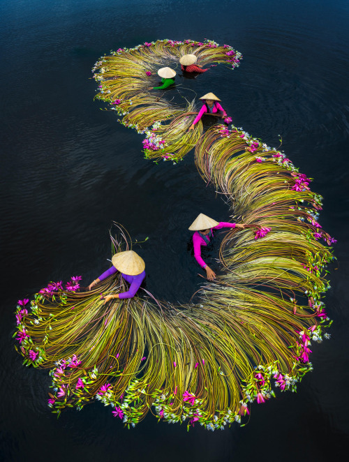 itscolossal:Vivid Photographs by Trung Huy Pham Capture Annual Water Lily Harvest in Vietnam