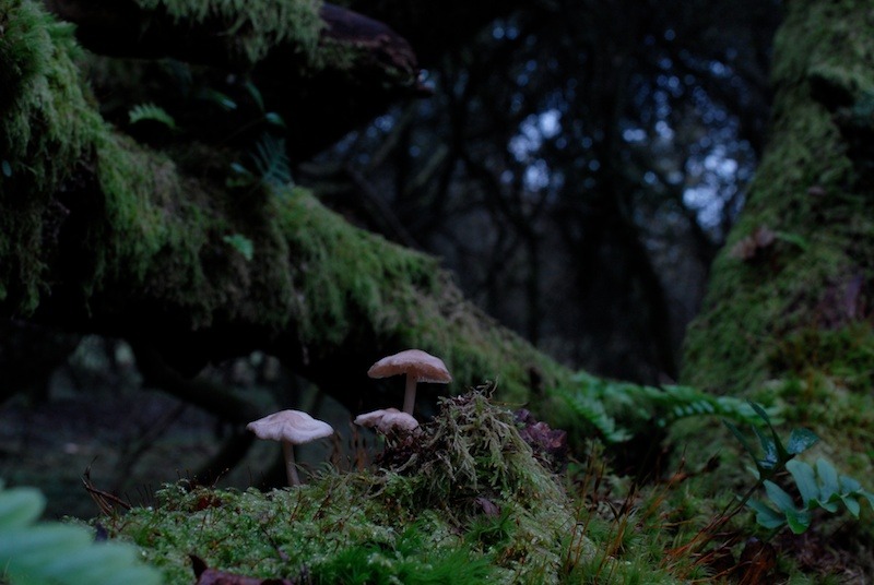 buron:  Tales from Kawalski’s Wood (vi) by Buron Limited edition print available