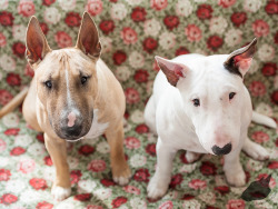 bullterrierlove:  Hermann and Hedvig by LNormann