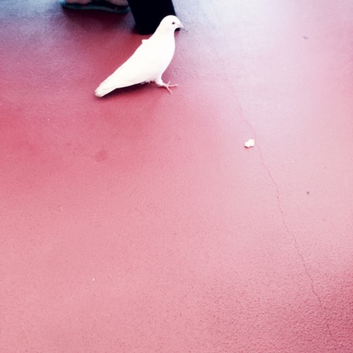 ofeliasteeth:  Santa Monica