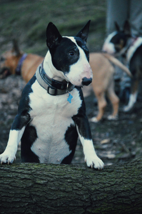 ofbullterriers:Badger much prefers posing on logs to jumping over them.