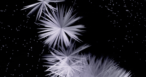blondebrainpower:Ice crystals forming