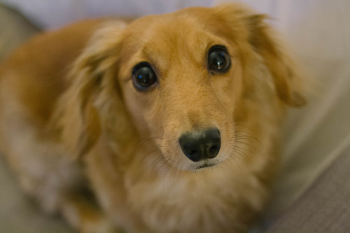 flyingwithlostboys: heartsandwheels: this is eve. she’s a long hair dachshund and seven y