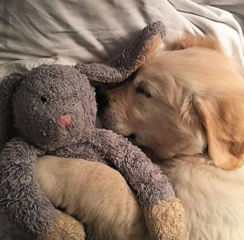 tobester - tobydog