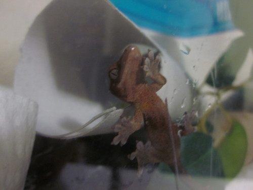 some better pictures of the baby sticky floop