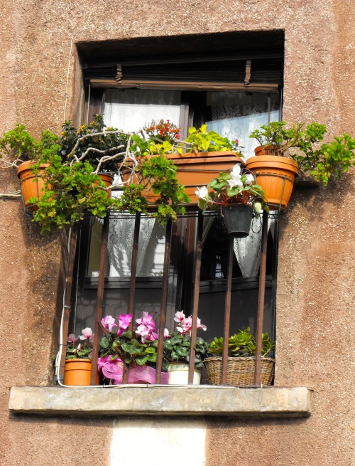   Finestra Con Fiori in vaso, Roma, 2010.