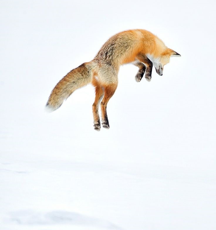 wolverxne:  Red Fox Hunting for food by: Tin Man