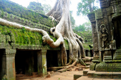 historical-nonfiction:    Unlike most of the temples of Cambodia’s famous Angkor, Ta Prohm has been largely left to the clutches of the living jungle.  