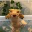 geckosandgays