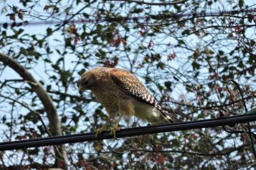 Red-shouldered Hawk, Buteo lineatus 