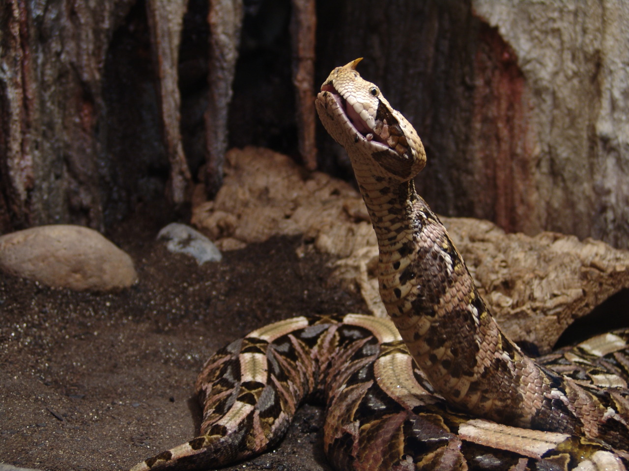 reptilesrevolution:  Gaboon Vipers