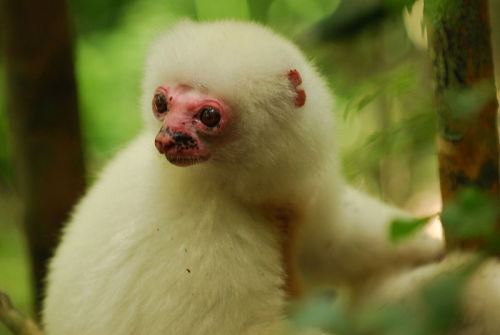 cool-critters:Silky sifaka (Propithecus candidus)The silky sifaka is a large lemur characterized by 