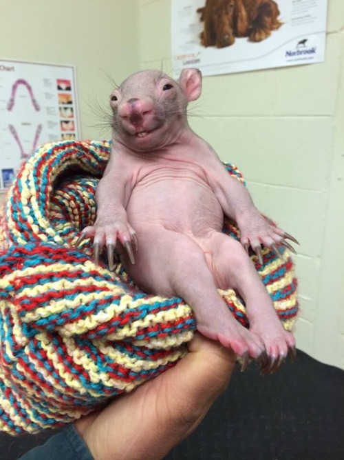 XXX sixpenceee:Baby wombat  This is the daemon photo