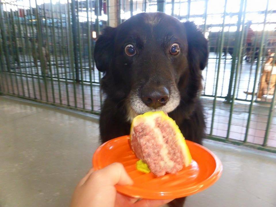 cute-overload:  I’ve never seen more surprise and excitement in one framehttp://cute-overload.tumblr.com