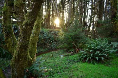 haleywillner:A late evening saunter through the woods || Clatsop County, ORPhotography by Haley Will