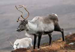 superbnature:  Rain deer!     Reindeer Cairngorms