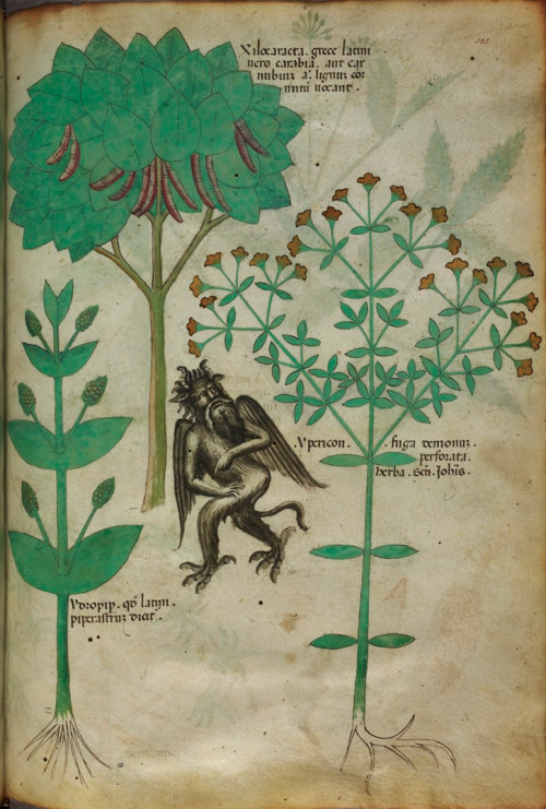 starswaterairdirt: the herb Ypericon repelling a demon  Tractatus de Herbis, 1440 aka Hypericum