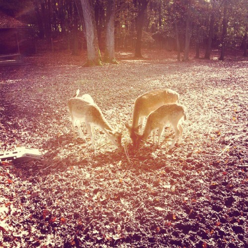 War ein toller Tag im Tierpark @annikaa2504 #tierpark #tierparkfauna #fauna #solingen #bambi #reh #