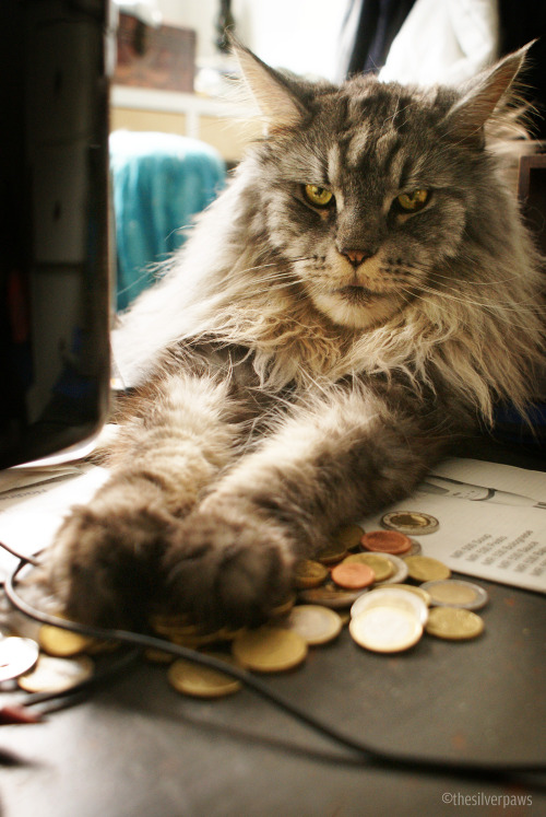 thesilverpaws:“Your money? I don’t think so.”— (Don) Blake, Maine Coon