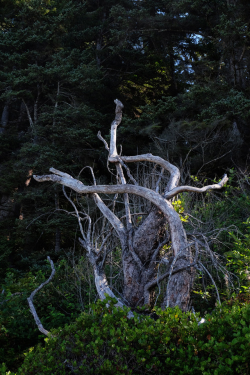 future driftwoodflorencia bay, pacific rim national park, bc