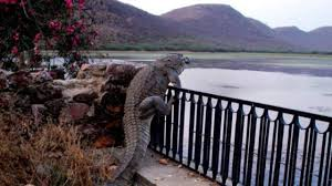 silverhawk:  silverhawk:  mdlksdfsd my fave thing is when ppl outside of florida ask “how do alligators even get in ur pools??? how do they get into ur yards???” alligators can climb fences. they do this a lot  @ the replies - absolutely alligators