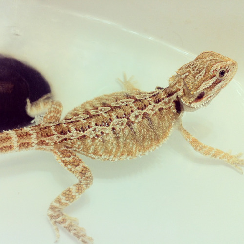 Some stuck shed on him, so that means bath time