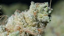 Indica-Lungs:chiquita Banana, Drowning In Trichomes At 32.29% Thc.