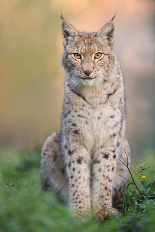 beautiful-wildlife:  Beauty by P. Lindel