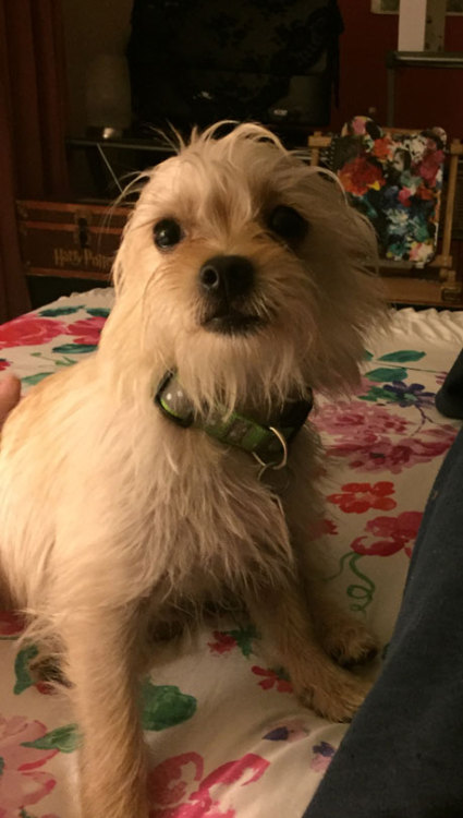 cryingmanlytears:  So this is my dog Ludo and hes about a year old. We got him in March and were told he had bounced between several homes and we weren’t sure why because seemed like such a sweetie. Well we found out he wasn’t housebroken. We went