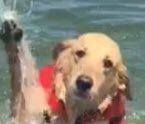 He's still a good doggo