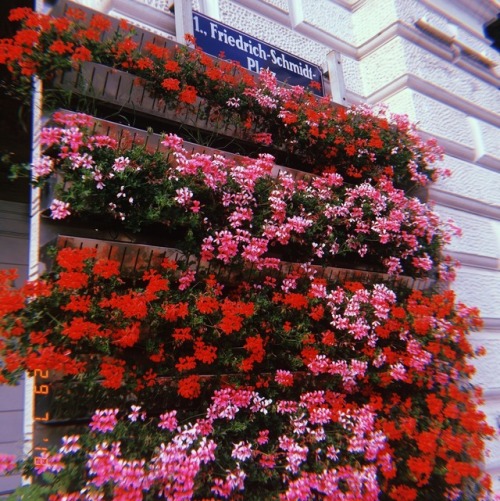 fourdrinkamy:my love affair with vienna continues…