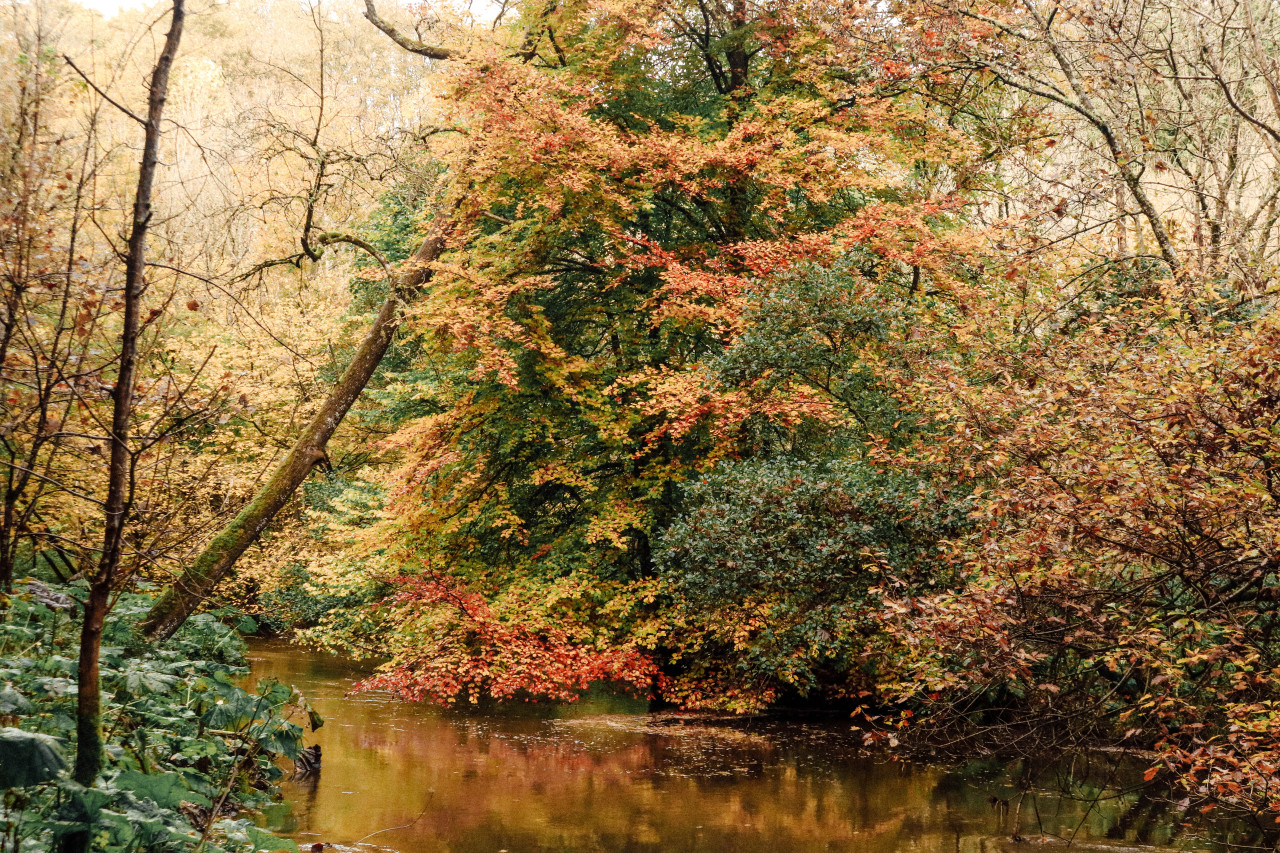 bluereevesphotography:Autumn in Scotland