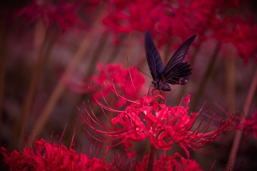 Their Butterfly L Masterpost