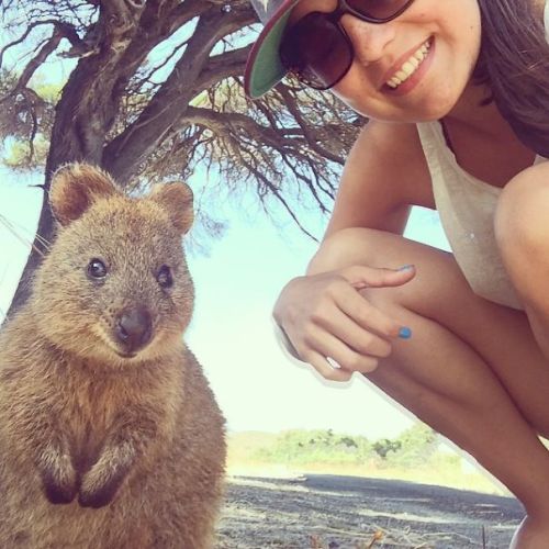 crazycritterlife:boredpanda:Quokka Selfie Is Cutest Trend In Australia Right Nowthis animal looks wa