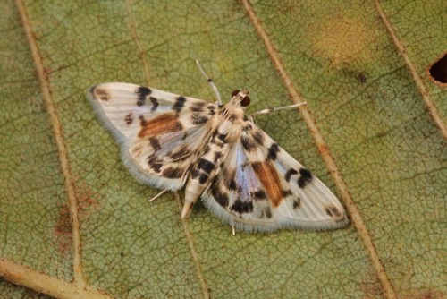 sinobug:MOTHS from Yunnan, ChinaClick on and scroll through images for individual IDs…..by Sinobug (