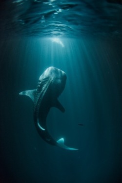 wolverxne:  Whale Shark - Gulf of Tadjoura