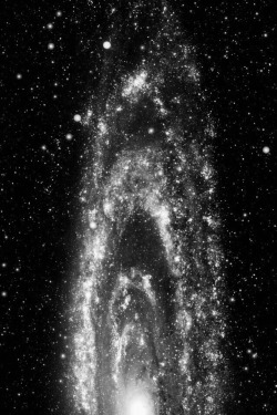 chaosophia218:The Andromeda Galaxy in Ultraviolet