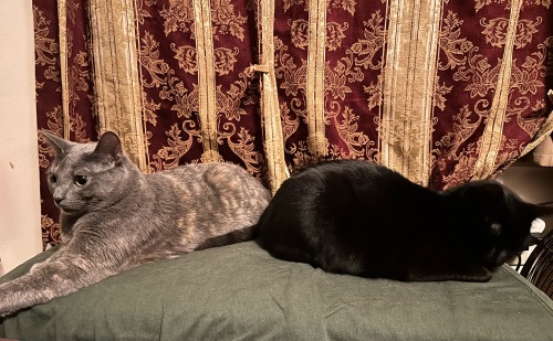 Cleopatra Is Wide Awake, But Egypt Says Do Not Disturb Me Hooman.