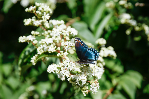 Seven Son Flower, Heptacodium miconioidesIn full bloom now to the delight of seemingly millions of b