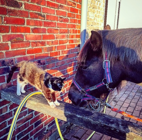 naturelvr69likes:schattenwolf69:CAT vs. Horse @mostlycatsmostly .