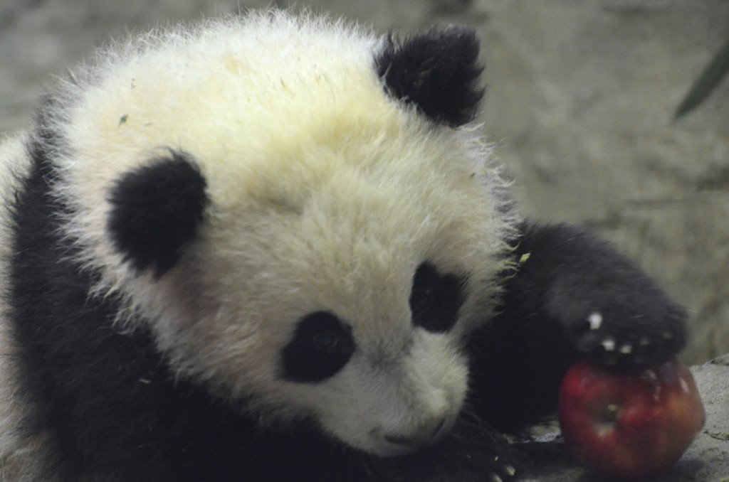 giantpandaphotos:  Bao Bao at the National Zoo in Washington D.C. on January 30,