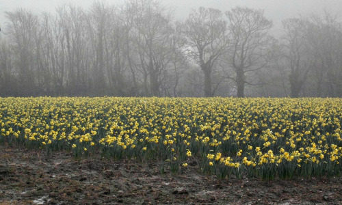 saltyairgardening:Misty Morning Daffodils.