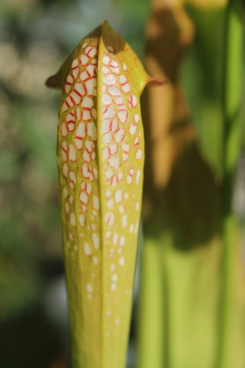 The amazing Sarracenia minor is my personal favorite species of American pitcher plant. The pitchers