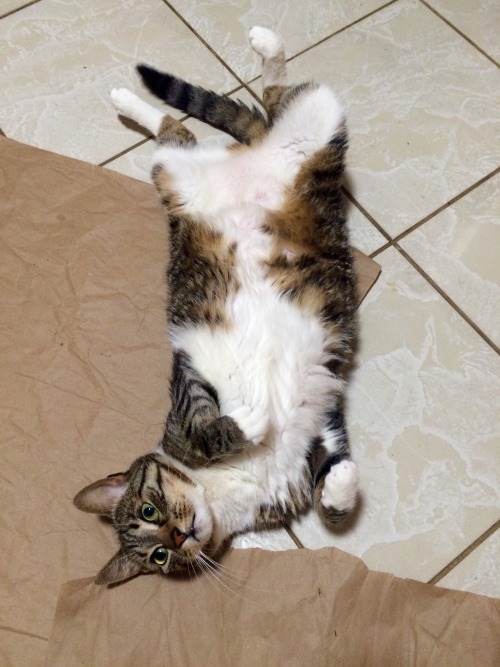 Oh, were you looking for me? I&rsquo;ll just be here on this tile floor until the temperature drops 