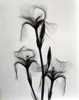 Fleur-de-lis, 1936.  X-ray, vintage gelatin silver print by Dr. Dain Tasker (1872-1964).josephbellow