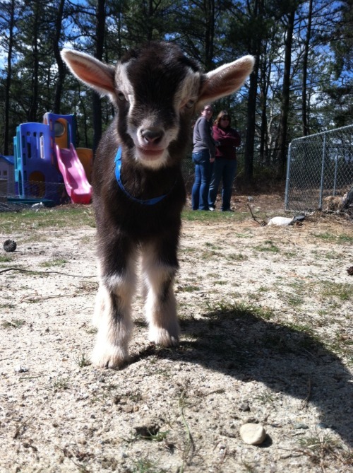 babygoatsandfriends:OH HI LITTLE BABY!!! <3<3