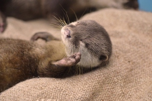 Otter waves in her sleepCredit: https://twitter.com/osaka_kaiyukan/status/837251757906370560