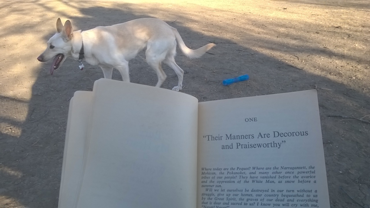 I started reading Bury My Heart at Wounded Knee at the park and you can see my puppy