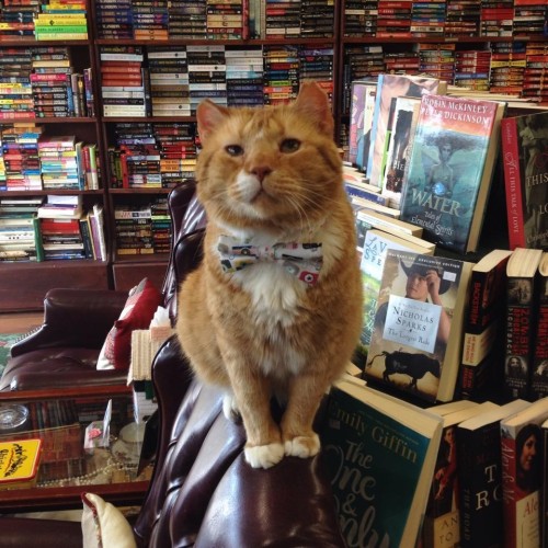 attillathemum:Shelter cat gets second chance and is loving life living in a book store!The Great Cat