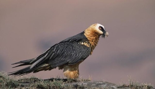 Bearded Vulture. (Gypaetus barbatus) Look at the majesticness that is this bird. IT’S SO GRAND